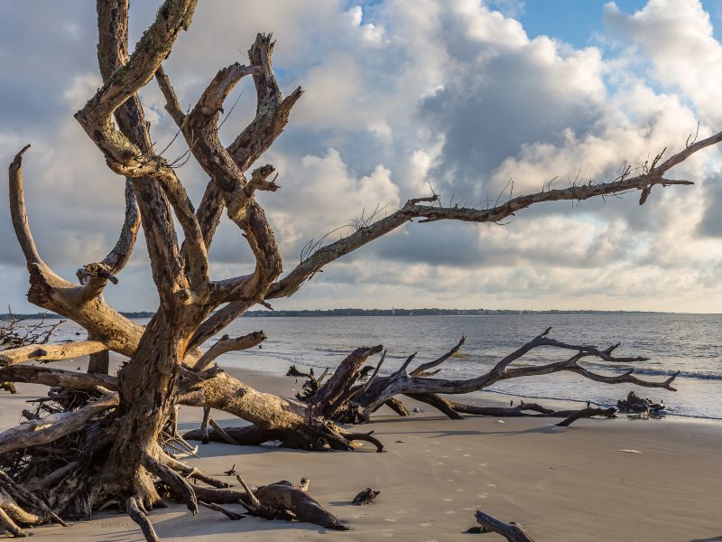 Driftwood Beach, Jekyll Island, Georgia